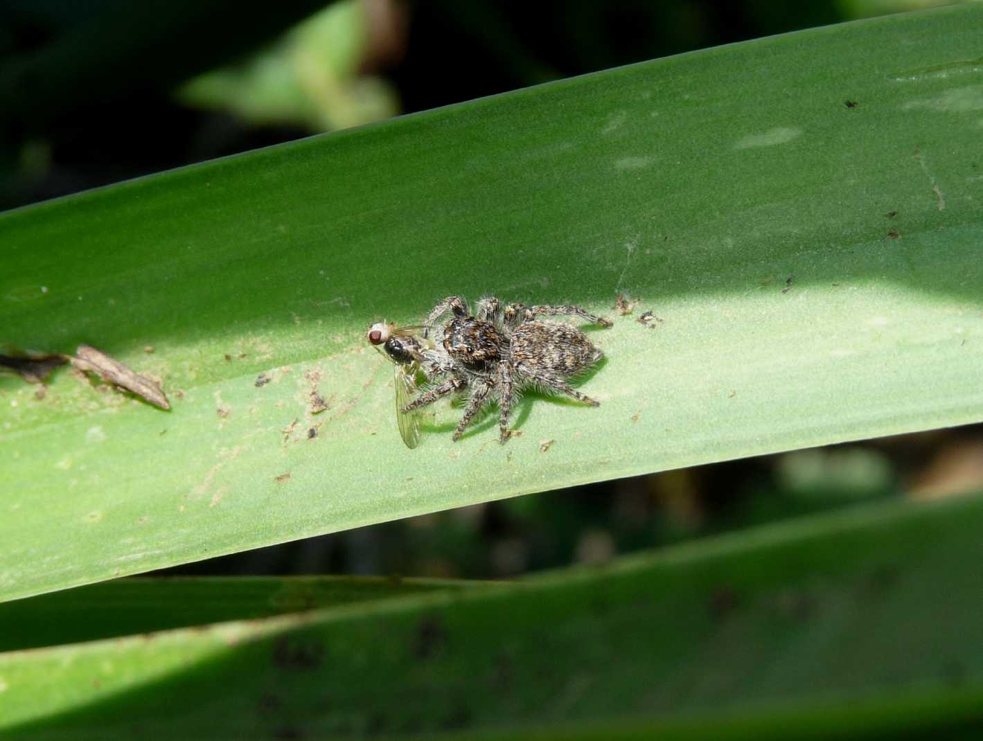 Philaeus chrysops con prede